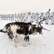 Lev Fedoseyev/Ministry of Defence of the Russian Federation